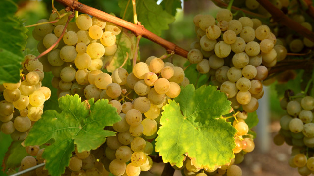 Grapes vineyard leaves stilllife orange free wallpaper for desktop - medium preview image