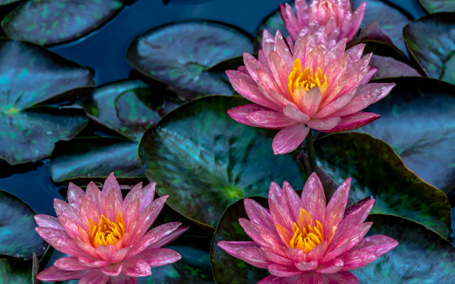 Pink water lilies pond bug free wallpaper for desktop - medium preview image