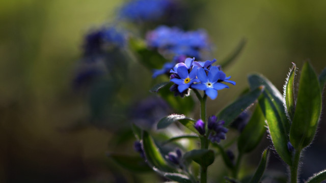 Blue flower green leaves macro free wallpaper for desktop - medium preview image