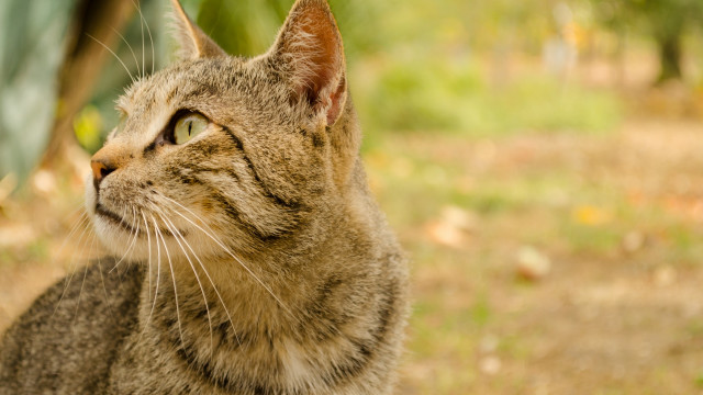 Cat grass green leaf tiltshift free wallpaper for desktop - medium preview image