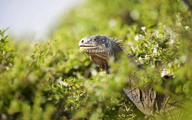 Lizard bushes nature flower forest free wallpaper for desktop - medium preview image