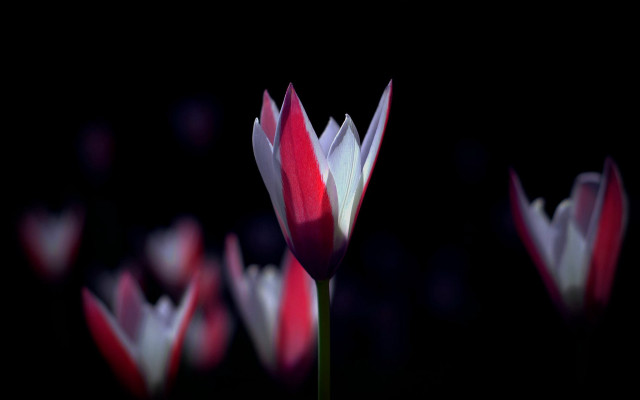 Flower macro black background red free wallpaper for desktop - medium preview image