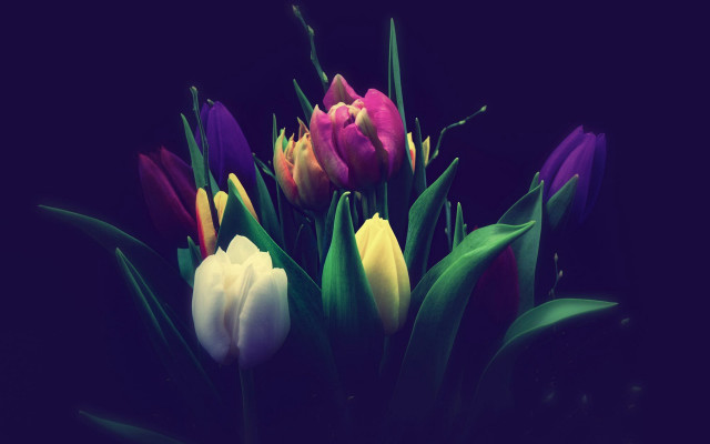 Colorful tulips vase table dark free wallpaper for desktop - medium preview image