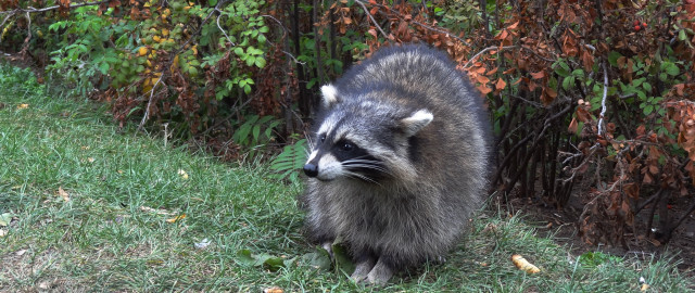 Raccoon bush fence nature field free wallpaper for desktop - medium preview image