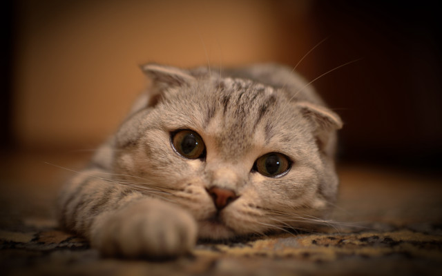 Sad cat floor dof blurry free wallpaper for desktop - medium preview image