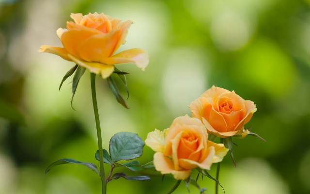 Yellow roses green leaves blurry free wallpaper for desktop - medium preview image