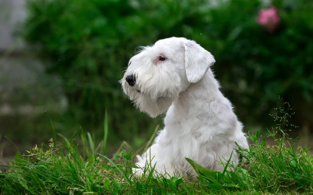 White dog grass blurry background free wallpaper for desktop - medium preview image