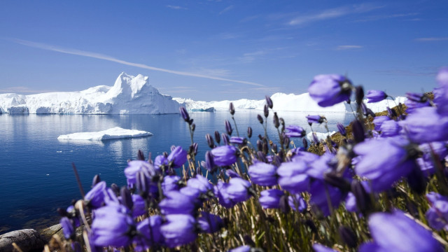 Purple flowers iceberg sky clouds free wallpaper for desktop - medium preview image