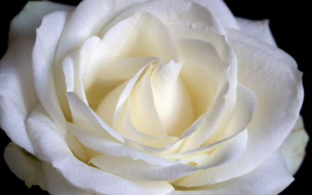 White rose closeup rococo macro #2 free wallpaper for desktop - medium preview image