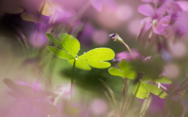 Closeup flowers blurry background bokeh free wallpaper for desktop - medium preview image