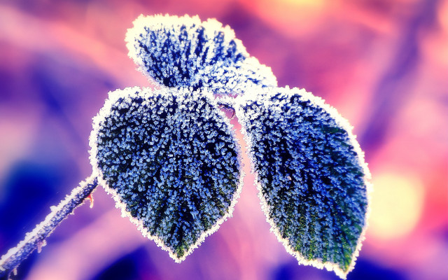 Frosted plant macro winter blurry free wallpaper for desktop - medium preview image