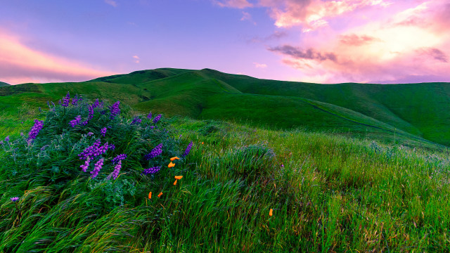 Flower field mountain sunset purple free wallpaper for desktop - medium preview image