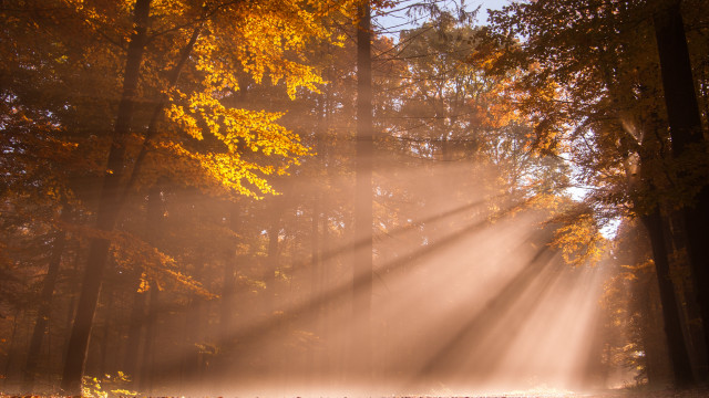Forest light foggy autumn trees free wallpaper for desktop - medium preview image