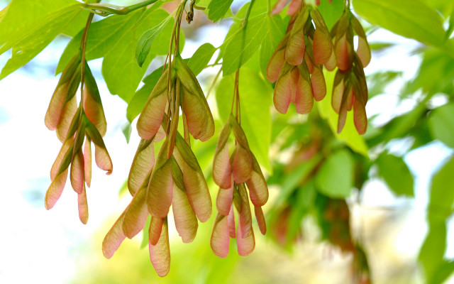 Pink flower tree blurry vines free wallpaper for desktop - medium preview image