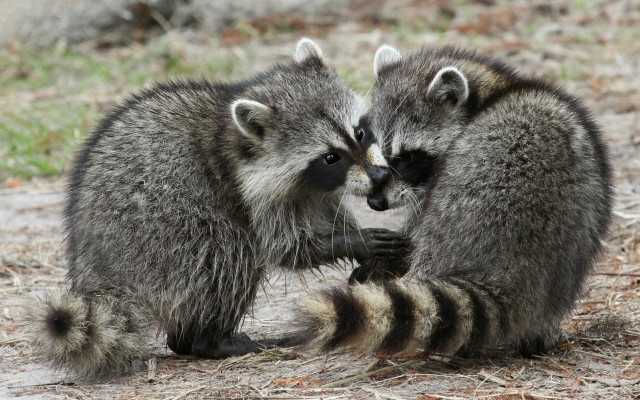 Raccoons playing grass dirt outdoors free wallpaper for desktop - medium preview image