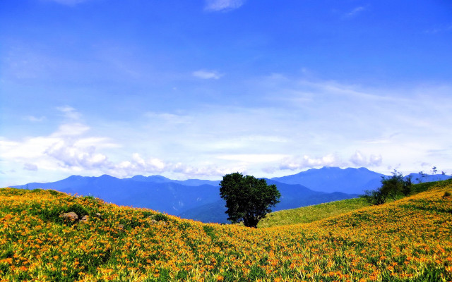 Flower field tree mountains clouds free wallpaper for desktop - medium preview image
