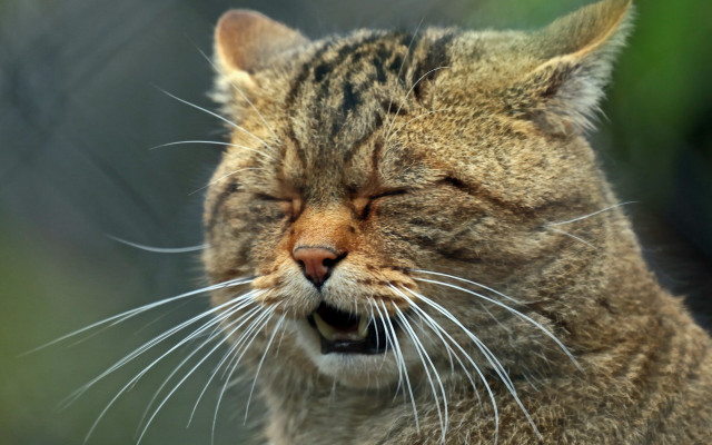 Cat closed eyes open mouth free wallpaper for desktop - medium preview image