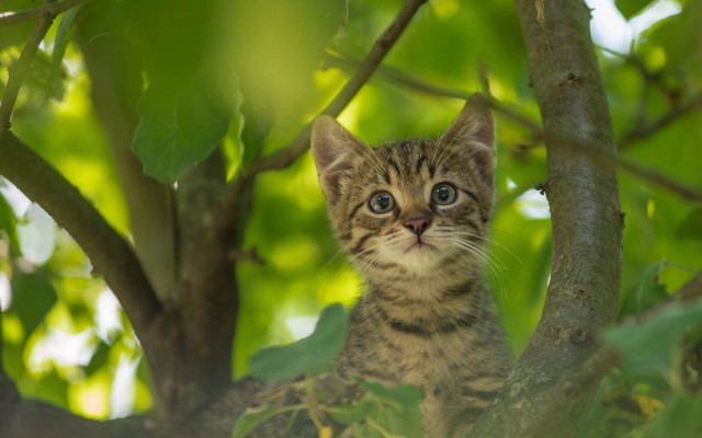 Kitten sitting in tree sad free wallpaper for desktop - medium preview image