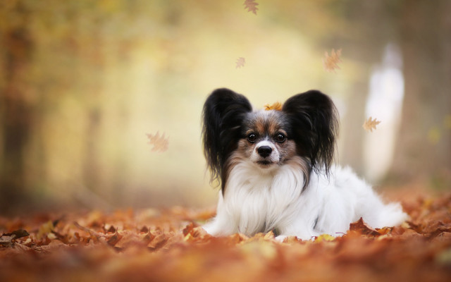 Dog leaves autumn fall photorealism free wallpaper for desktop - medium preview image