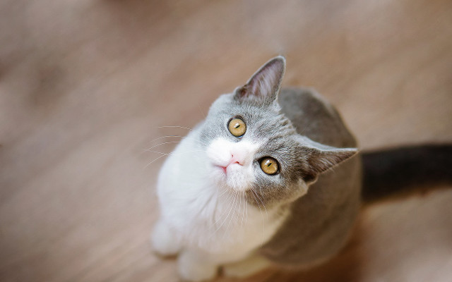 Black cat yellow eyes looking #9 free wallpaper for desktop - medium preview image