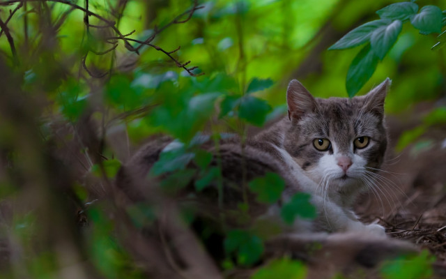 Black cat woods bokeh nature free wallpaper for desktop - medium preview image