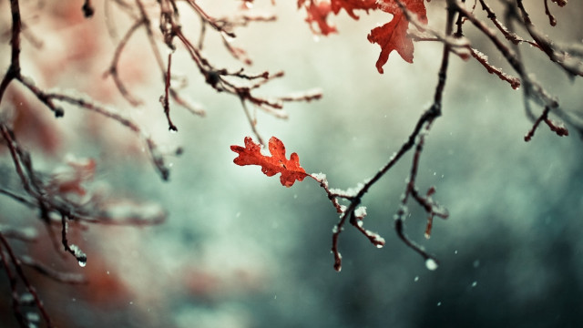 Snowy branch red leaves cloudy free wallpaper for desktop - medium preview image