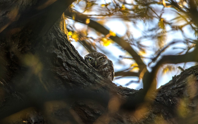 Bird tree branches sky autumn free wallpaper for desktop - medium preview image