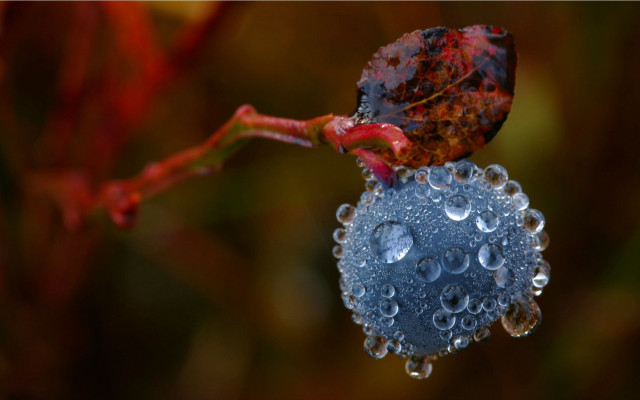 Blue ball water droplets leaf free wallpaper for desktop - medium preview image