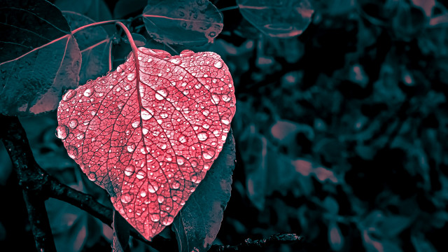 Red leaf water drops blurry free wallpaper for desktop - medium preview image