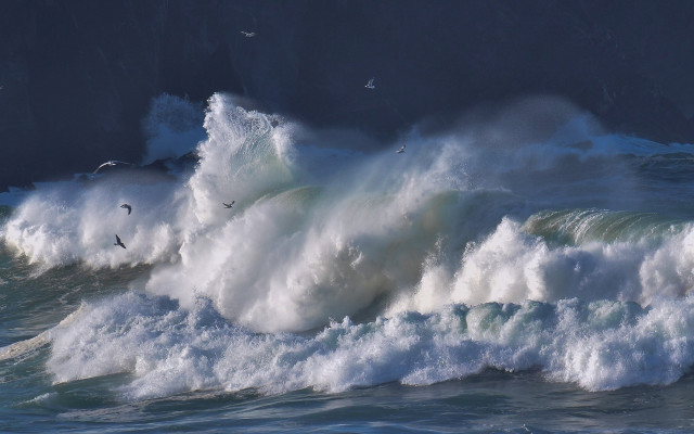 Large wave shore birds stormy free wallpaper for desktop - medium preview image