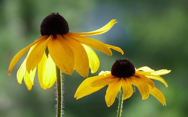 Yellow flower field shallow depth #2 free wallpaper for desktop - medium preview image