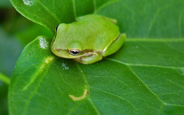 Green frog leaf sunny wild free wallpaper for desktop - medium preview image
