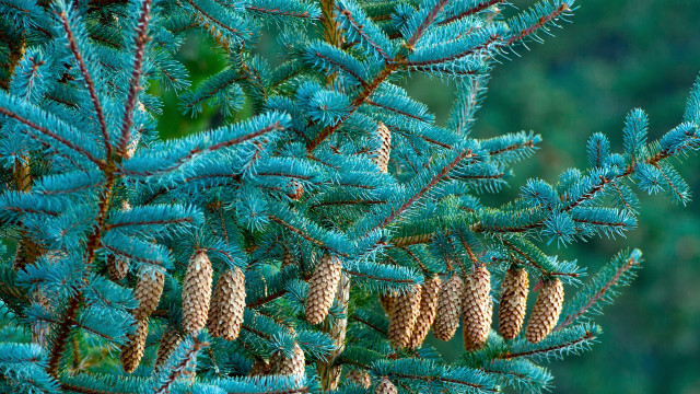 Pine cones needles autumn nature free wallpaper for desktop - medium preview image