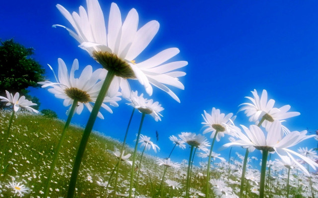 Daisy field blue sky floral free wallpaper for desktop - medium preview image