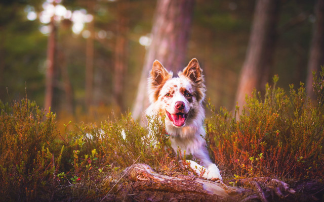 Dog running woods autumn blurry free wallpaper for desktop - medium preview image