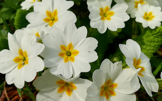 White flowers yellow centers garden #6 free wallpaper for desktop - medium preview image