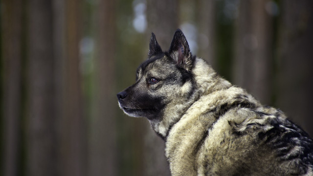 Dog coat woods shiba inu free wallpaper for desktop - medium preview image