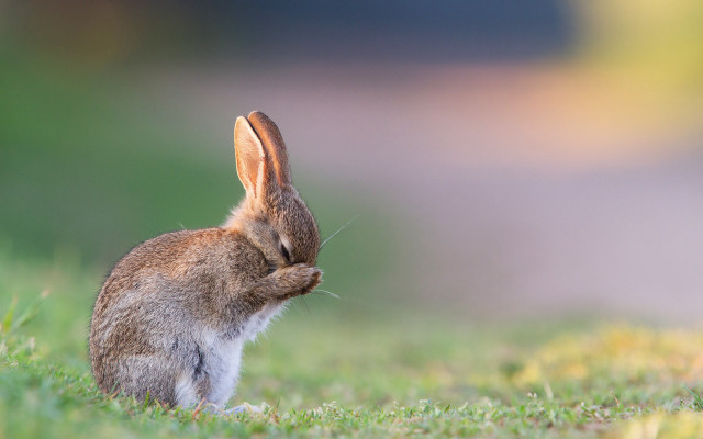 Rabbit grass ears closed nature free wallpaper for desktop - medium preview image