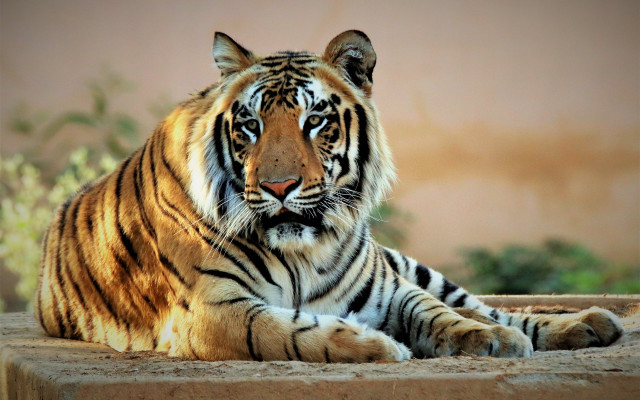 Tiger laying cement slab plant free wallpaper for desktop - medium preview image