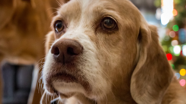 Dog christmas tree portrait blurry free wallpaper for desktop - medium preview image