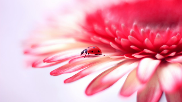Ladybug pinkflower macro blurry background free wallpaper for desktop - medium preview image