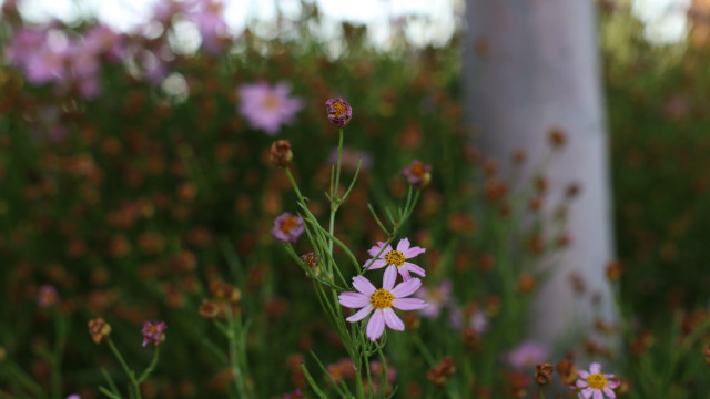 Flower field bokeh blur background free wallpaper for desktop - medium preview image