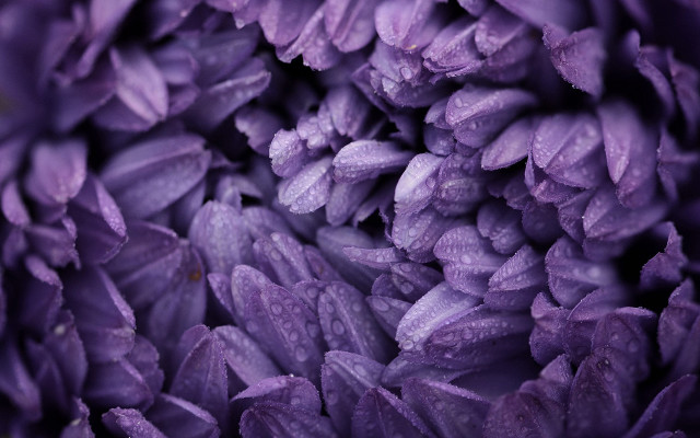 Purple flower water droplets macro #14 free wallpaper for desktop - medium preview image