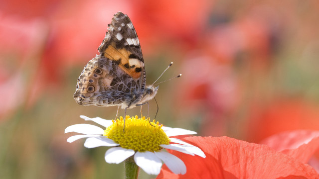 Butterfly flower field red white free wallpaper for desktop - medium preview image