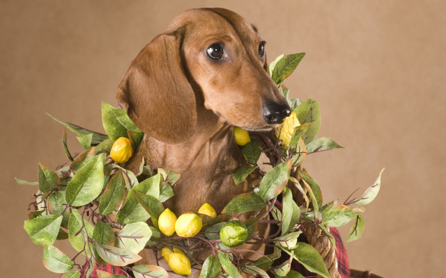 Dog lemons wreath glamor arcimboldo free wallpaper for desktop - medium preview image