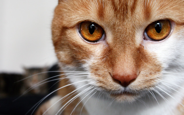 Cat orange eyes white nose free wallpaper for desktop - medium preview image