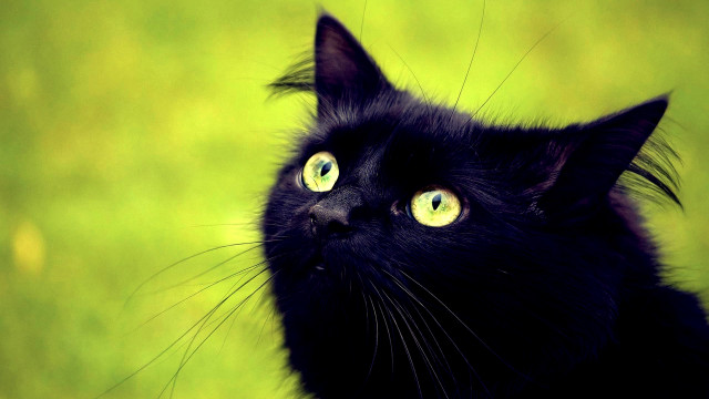 Black cat green eyes gothic #6 free wallpaper for desktop - medium preview image