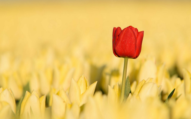 Red tulip yellow field blue free wallpaper for desktop - medium preview image