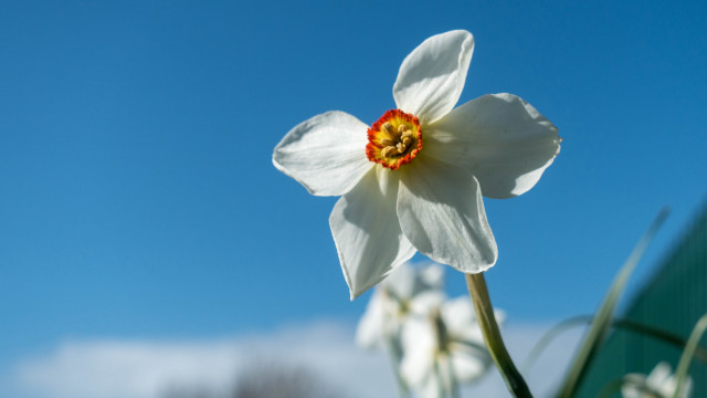 White flower blue sky daisy free wallpaper for desktop - medium preview image