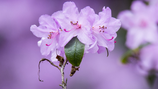 Pink flower green leaf purple free wallpaper for desktop - medium preview image